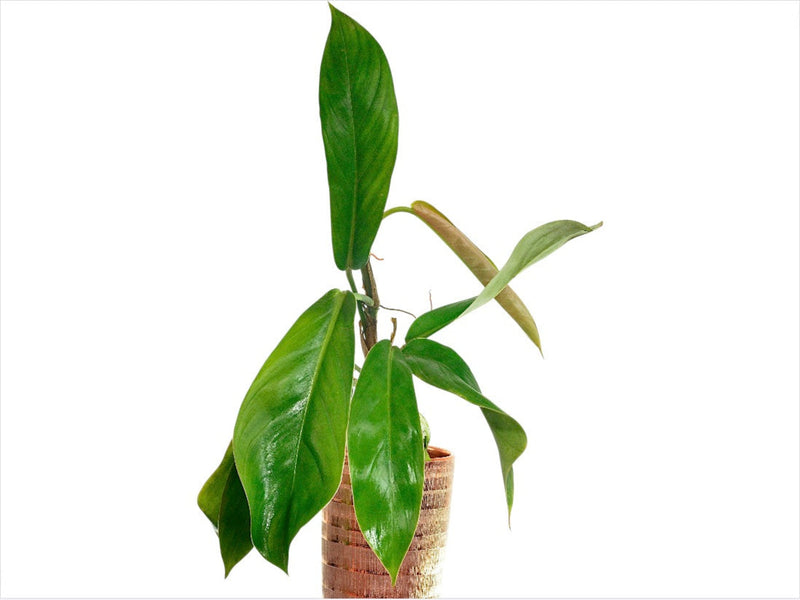 Philodendron baudoense