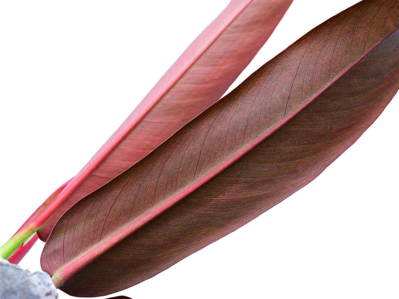 Philodendron bicolor