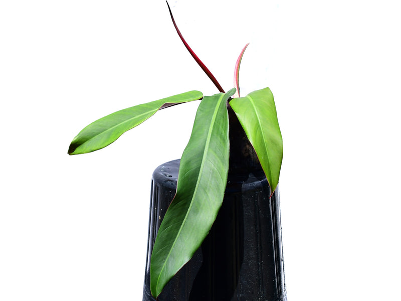 Philodendron bicolor seedling