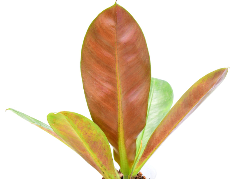 Philodendron insigne purple