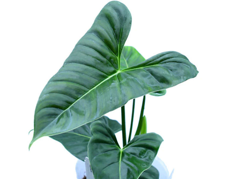 Philodendron lupinum