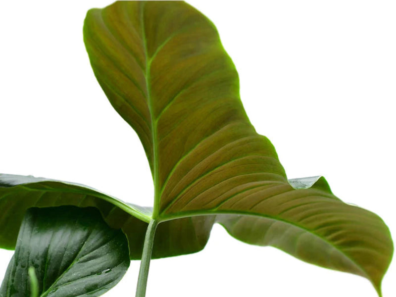 Philodendron lupinum