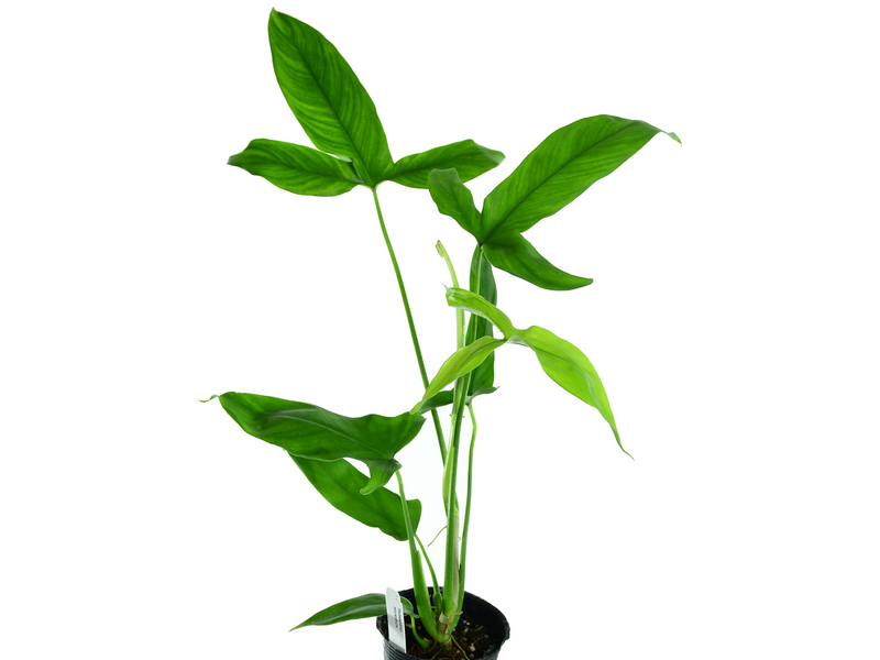 Philodendron micranthum