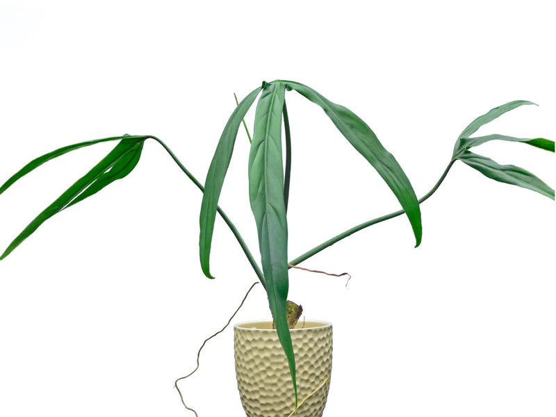 Philodendron paloraense