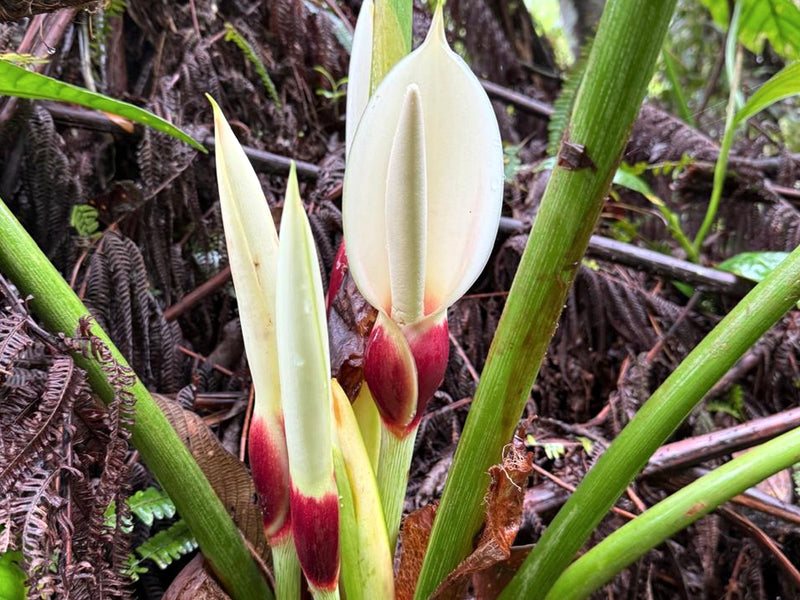 Philodendron pastazanum