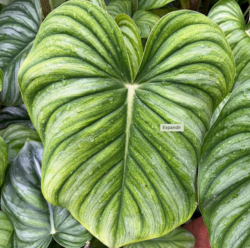 129 plowmanii var citrus フィロデンドロン Philodendron plowmanii var 'Citrus' — Ecuagenera California