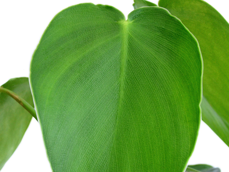 Philodendron rugosum