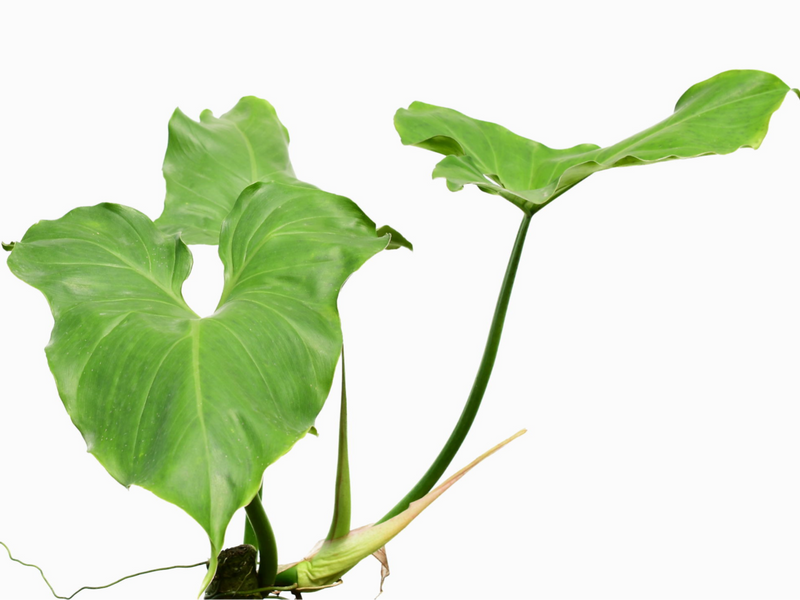 Philodendron sanctamartinense