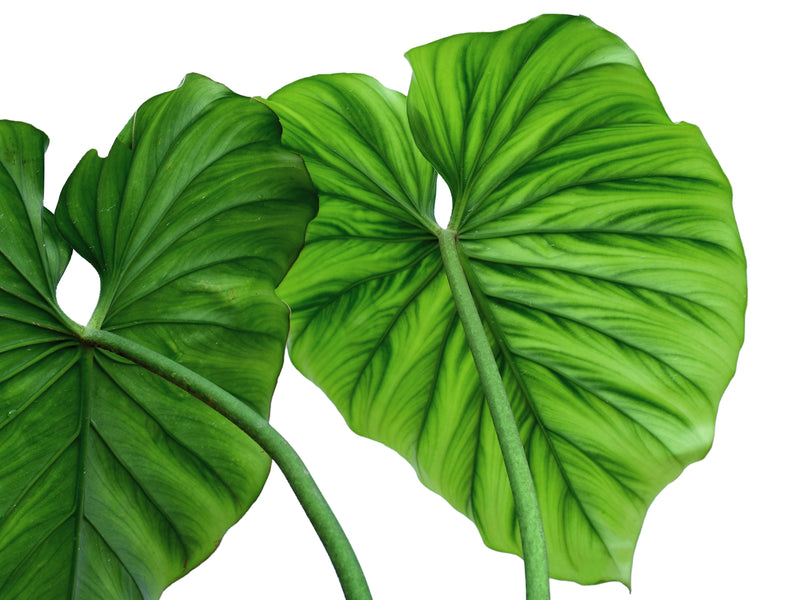 Philodendron sp Colombia