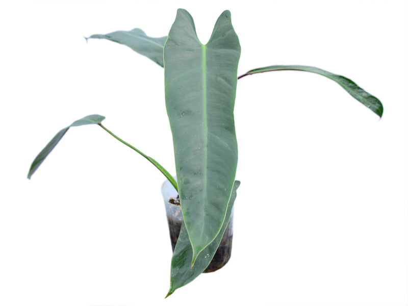 Philodendron spiritus-sancti