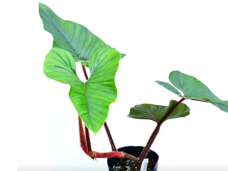 Philodendron squamicaule Blushing