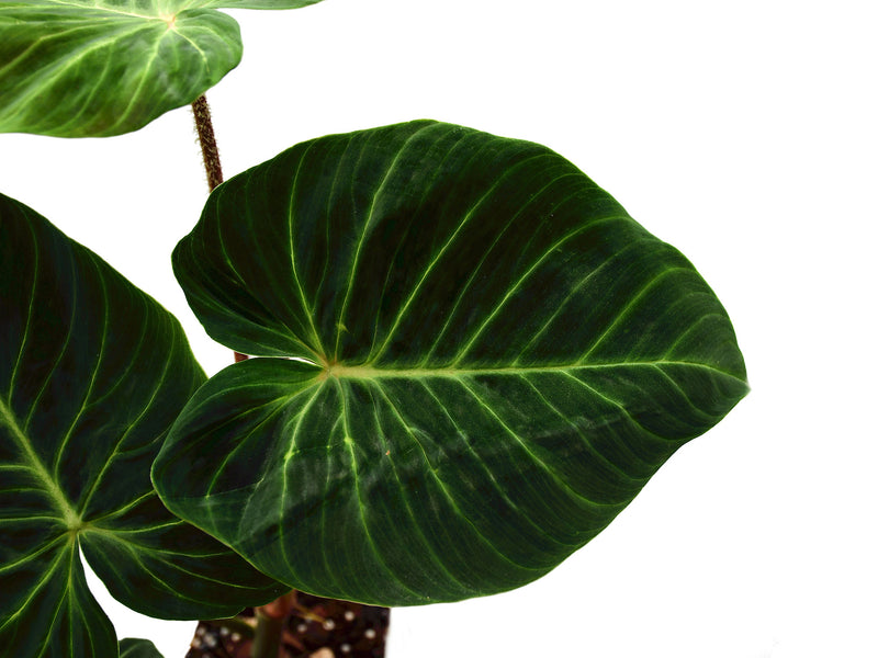 Philodendron verrucosum