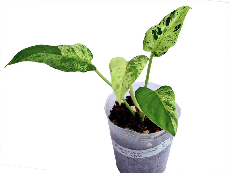 Philodendron alatisulcatum variegado