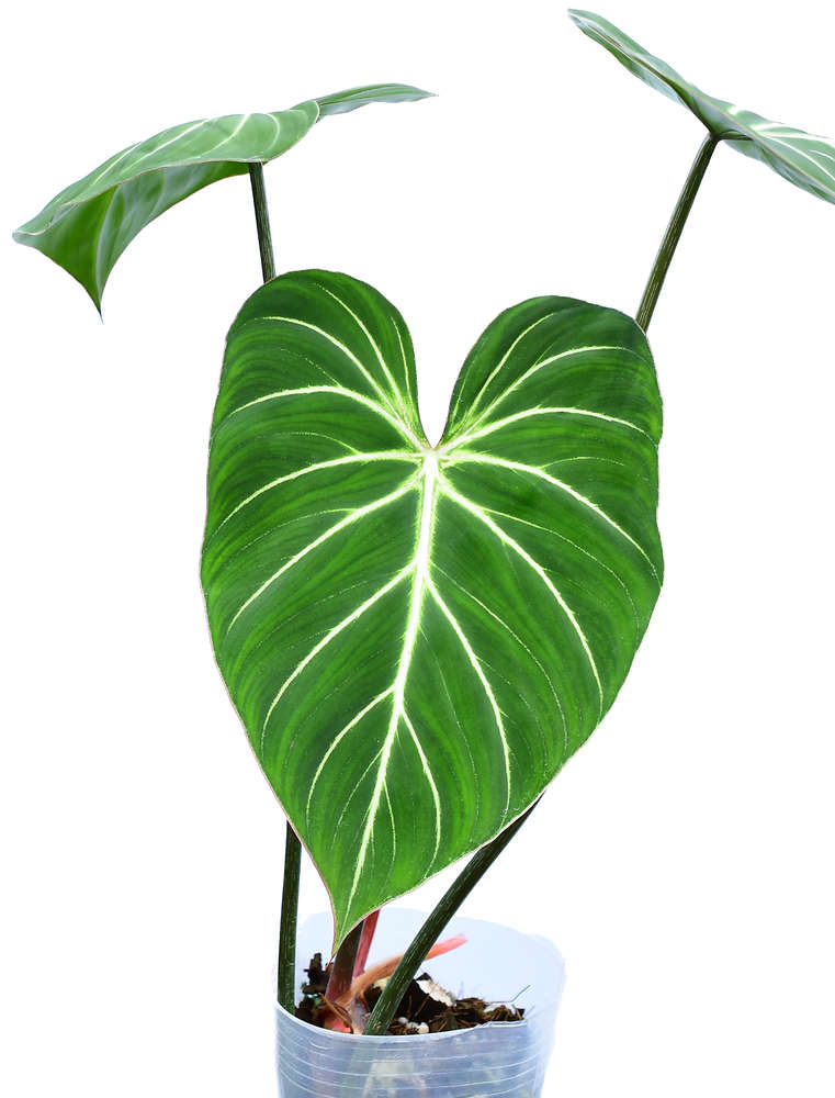 Philodendron