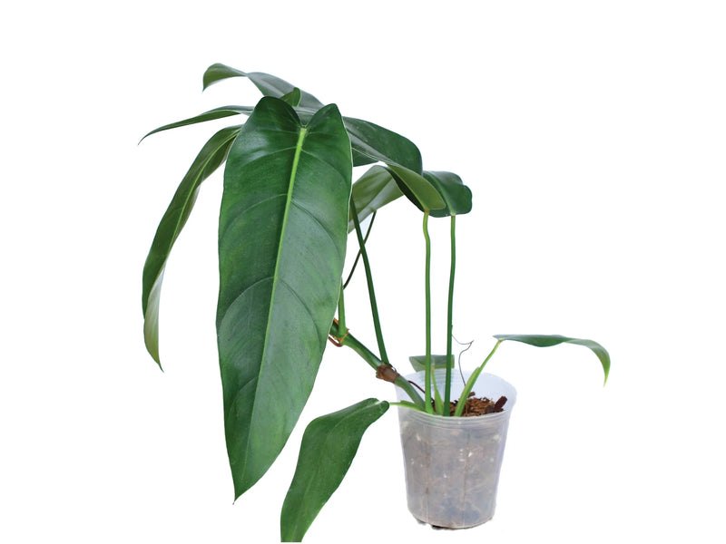 Philodendron Ivan Spirit