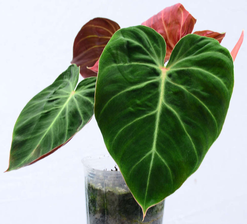 Philodendron verrucosum Amazon Sunset medium