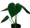 Philodendron McDowell cf