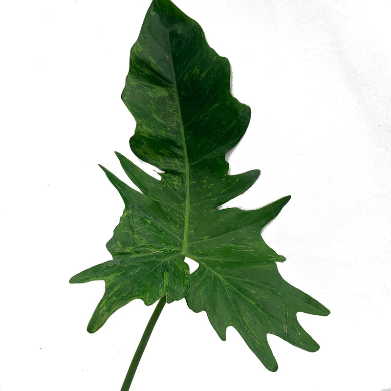 Philodendron Mottled Dragon
