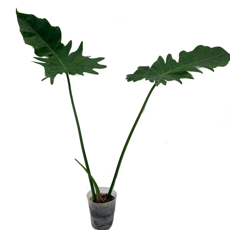 Philodendron Mottled Dragon