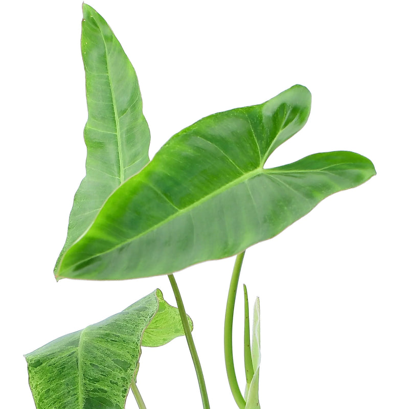 Philodendron Paraiso Verde (seedling)
