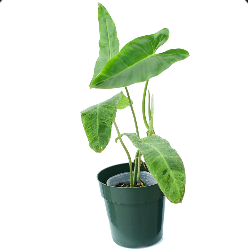Philodendron Paraiso Verde (seedling)
