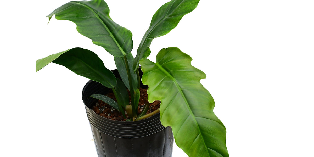 Philodendron_Angel_Eyes_1200x6