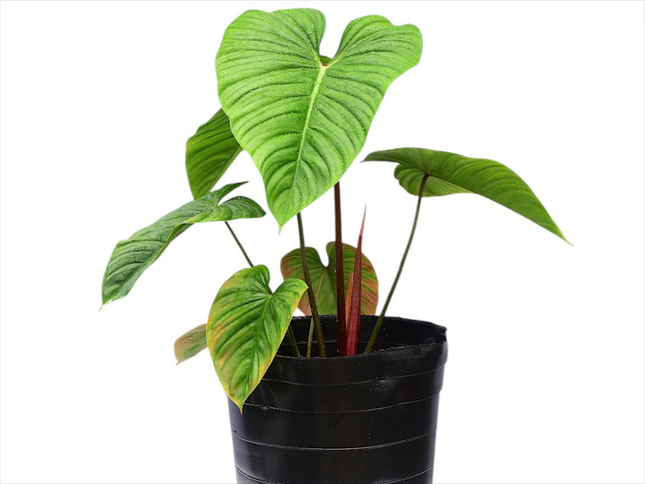 Philodendron Artemis Tapestry