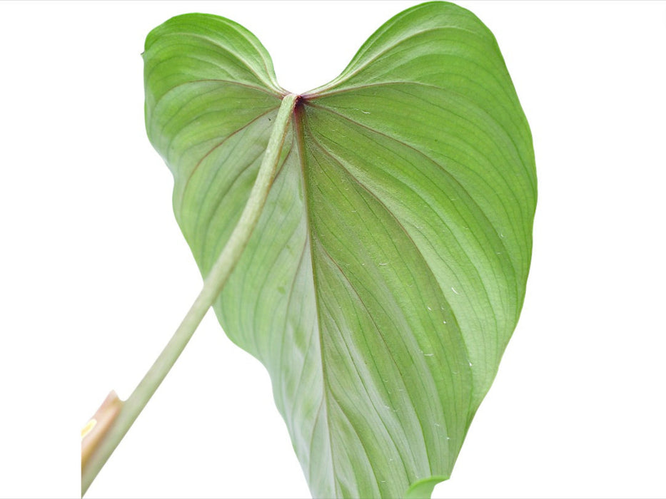 Philodendron Artemis Tapestry