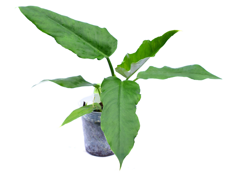 Philodendron Bonanza