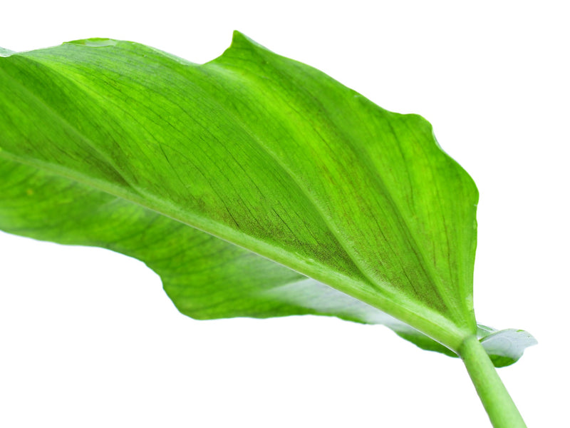 Philodendron Bonanza