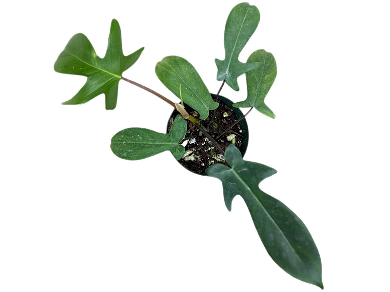 Philodendron Golden Dragon