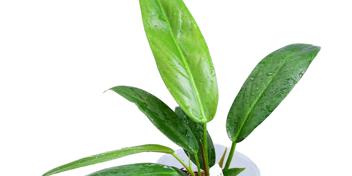 130 Ivan Spirit フィロデンドロン　philodendoron 130 Ivan Spirit フィロデンドロン philodendoron