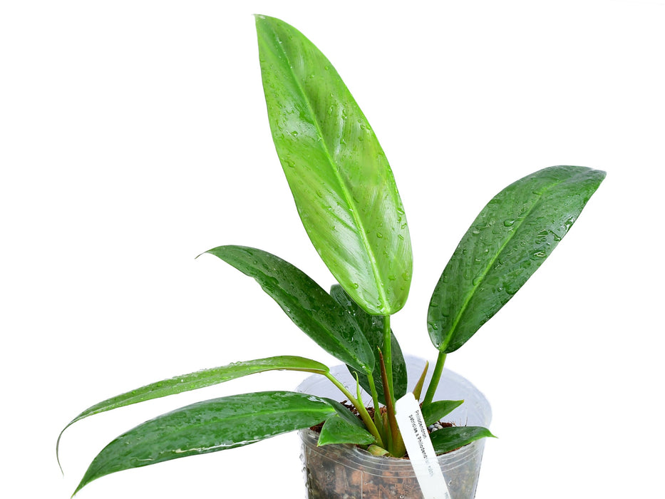 Philodendron Ivan Portilla 'Inverse crossing'
