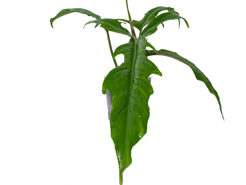 Philodendron lavinia (seedling)