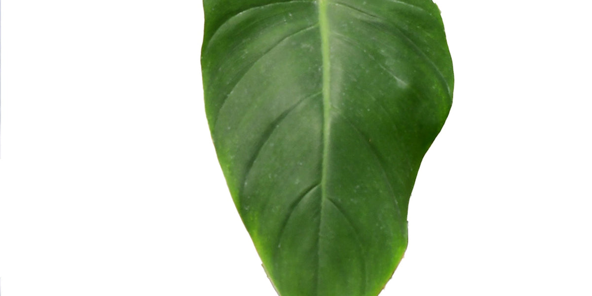 130 Ivan Spirit フィロデンドロン　philodendoron Philodendron Ivan Spirit — Ecuagenera California