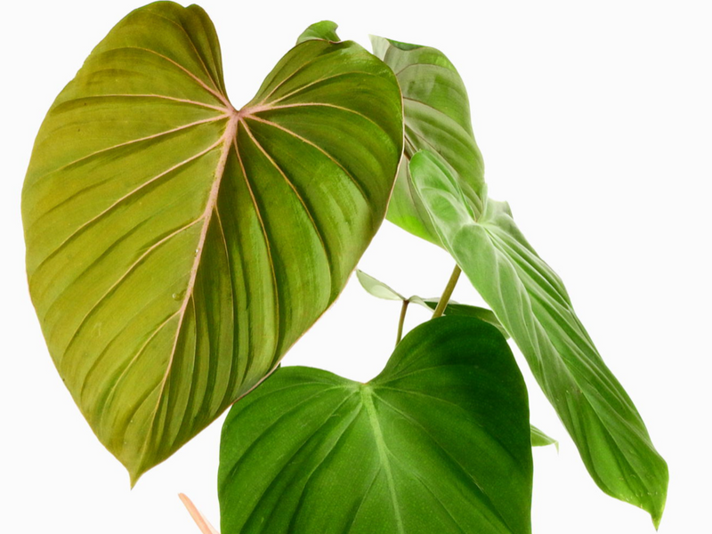 Philodendron Pink Glory — Ecuagenera California