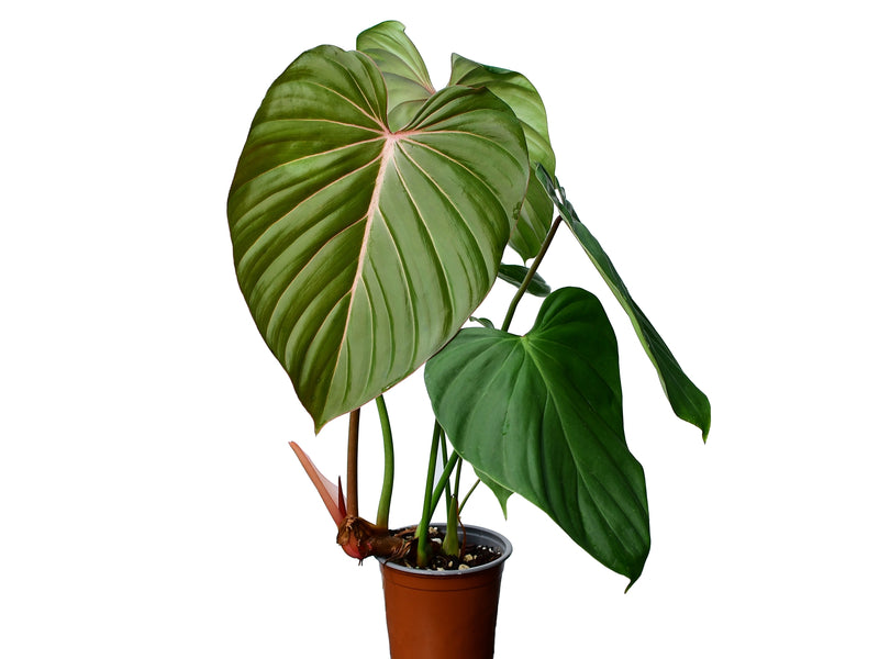 Philodendron Pink Glory