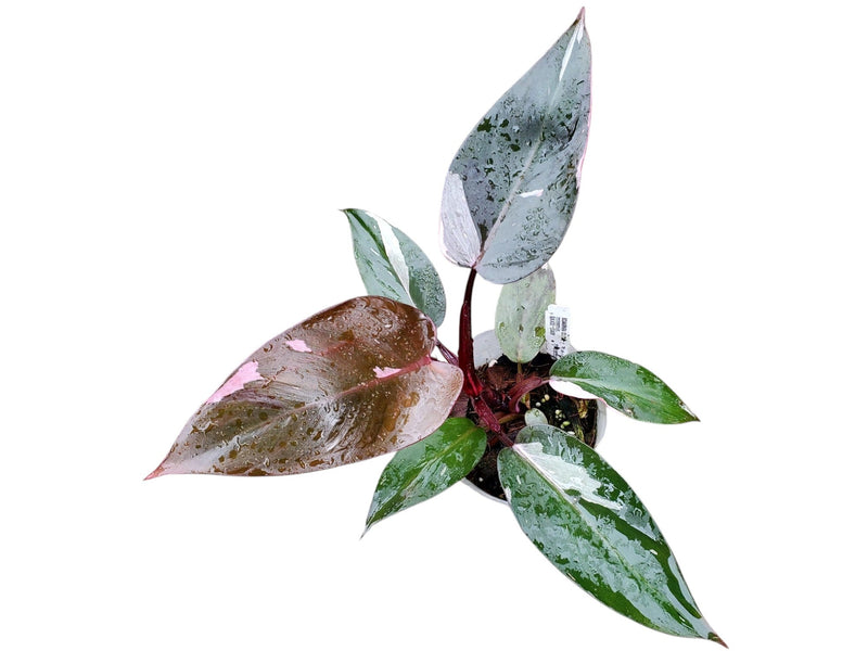 Philodendron Pink Princess 'Galaxy'