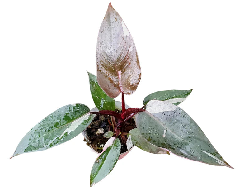 Philodendron Pink Princess 'Galaxy'