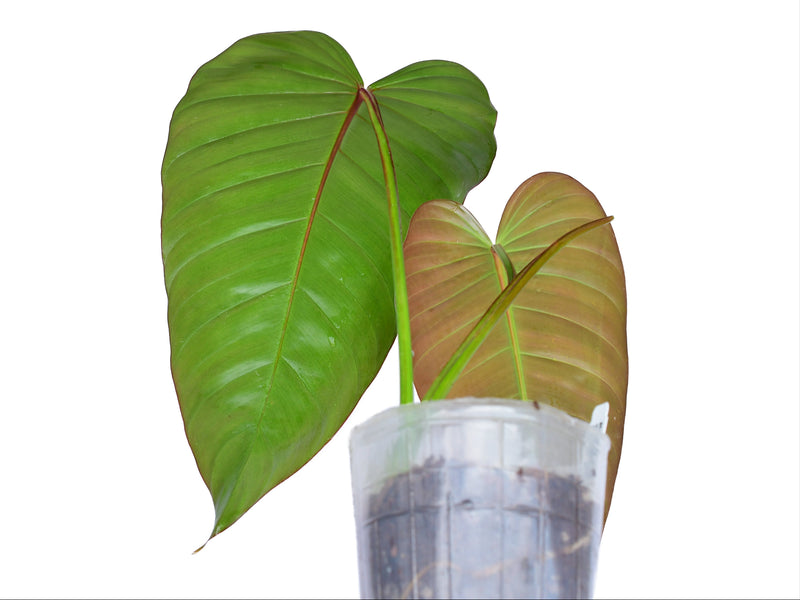 Philodendron Rabo de mona