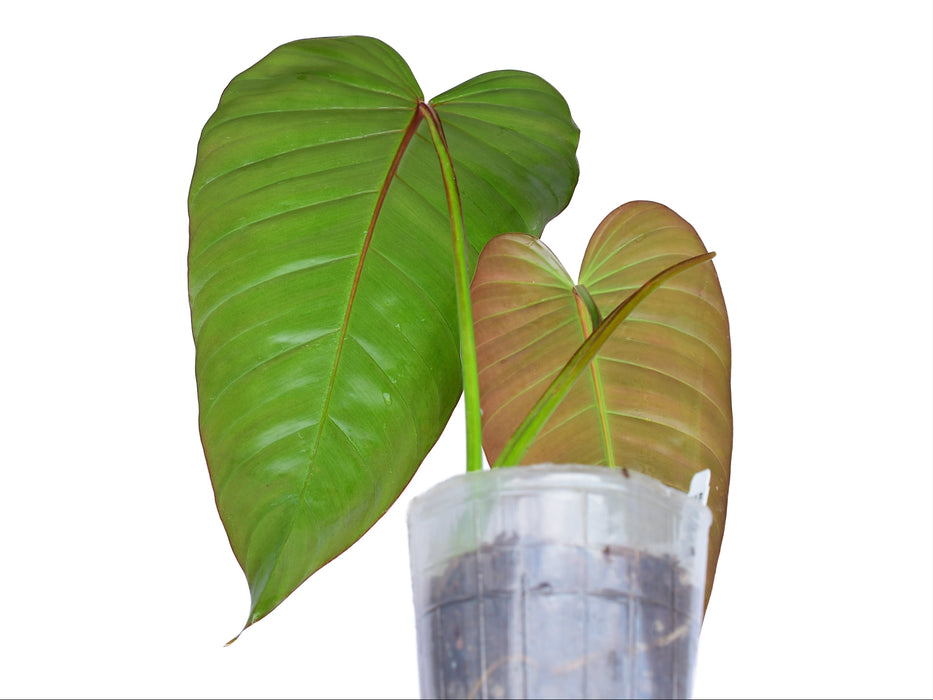 Philodendron Rabo de mona