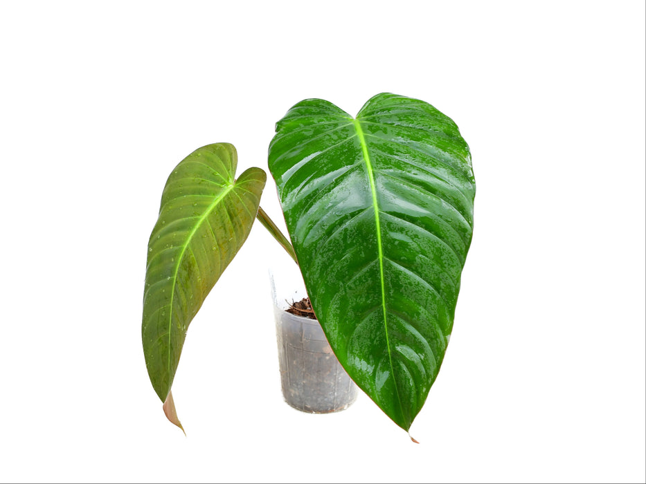 Philodendron Rabo de mona