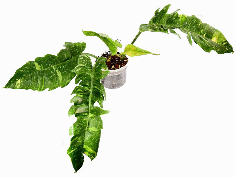 Philodendron Ring of fire