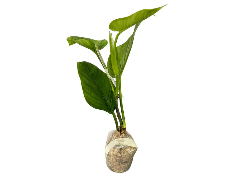 Philodendron alatisulcatum