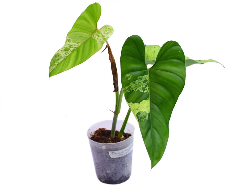 Philodendron alatisulcatum variegado