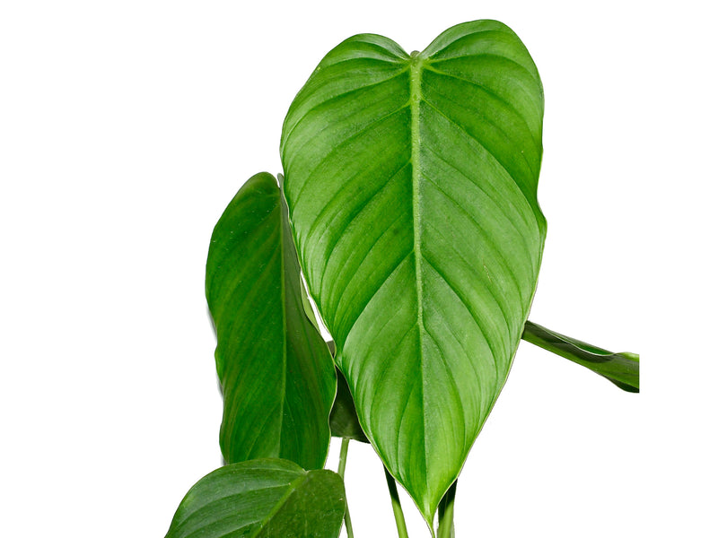 Philodendron asplundii 'Eagle' (seedling)