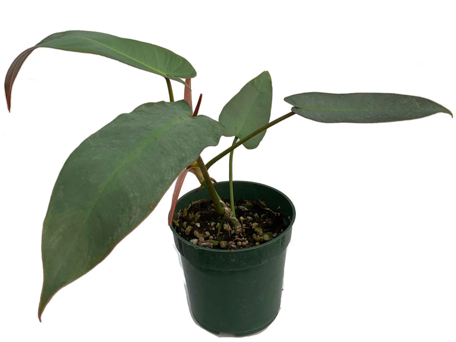 Philodendron atabapoense (seedling)