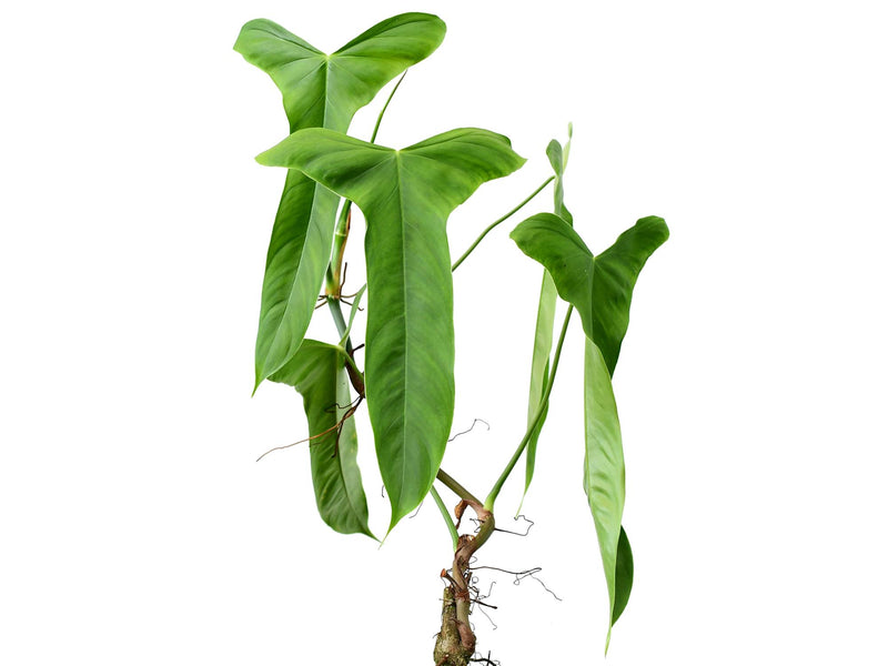 Philodendron balaoanum
