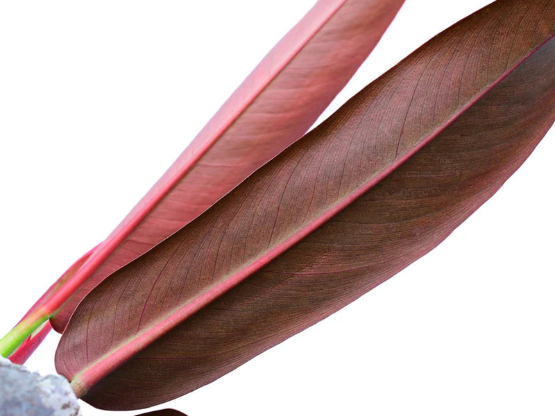 Philodendron bicolor seedling