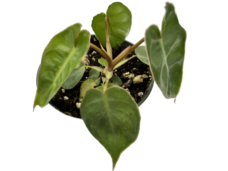 Philodendron billietiae 'Croat'